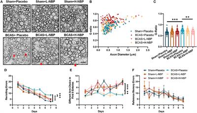 Dl-3-n-Butylphthalide Alleviates Demyelination and Improves Cognitive Function by Promoting Mitochondrial Dynamics in White Matter Lesions